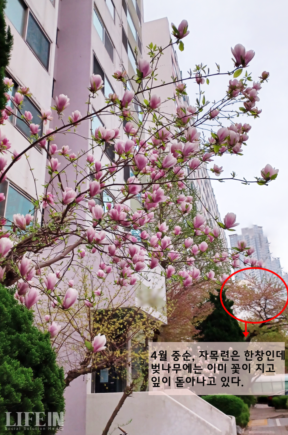 ▲ 지난 4월 11일 촬영한 자목련. 본래 자목련보다 늦게 피던 벚꽃이 올해는 먼저 피었다가 진 모습이다. ⓒ라이프인